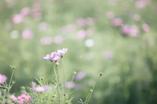 Cosmos Flores Color Rosa Cerca Campo Fondo Estilo Vintage — Foto de Stock