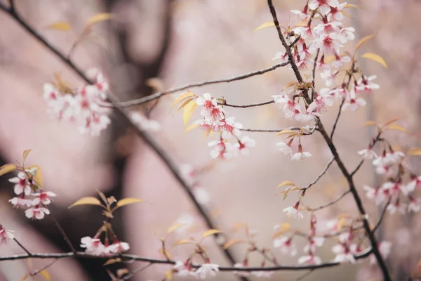 Kiraz Çiçeği Çiçek Pembe Bir Arka Plan Vintage Tarzı Sakura — Stok fotoğraf