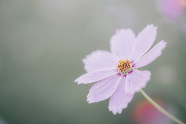 Makro kozmos çiçek film vintage tarzı