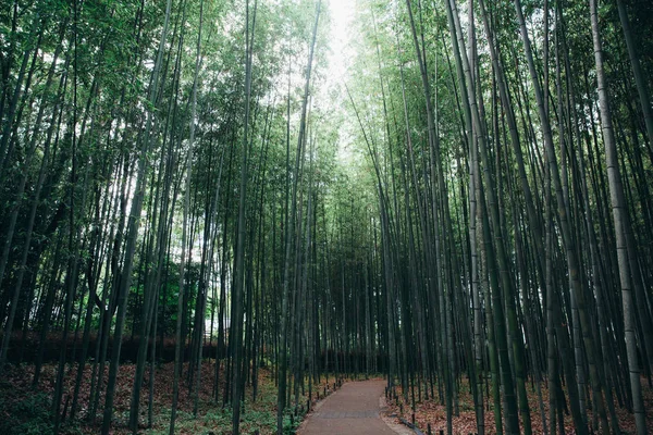 Passarela Floresta Bambu Com Filme Estilo Vintage — Fotografia de Stock