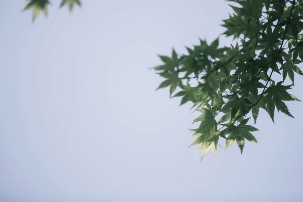 Japanese Maples Leaves Vintage Film Style — Stock Photo, Image