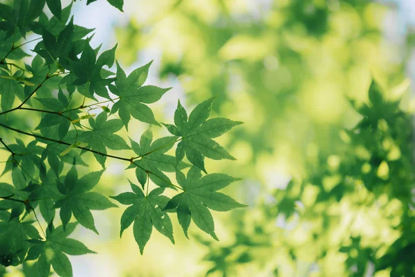 Японские Кленовые Листья Винтажном Стиле — стоковое фото