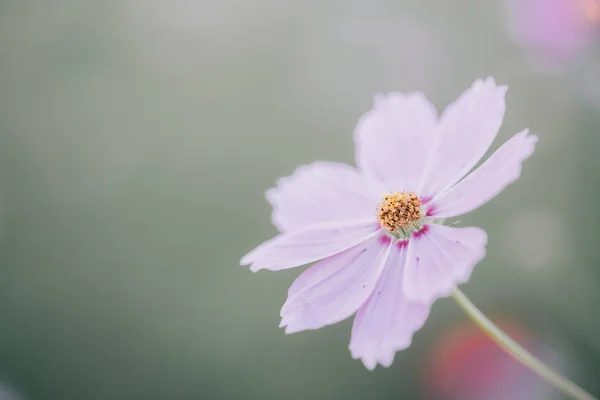 Macro Fleur Cosmos Dans Style Film Vintage — Photo