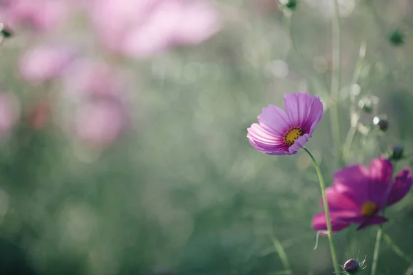 Cosmos Pink Flowers Close Field Background Vintage Style — Stock Photo, Image