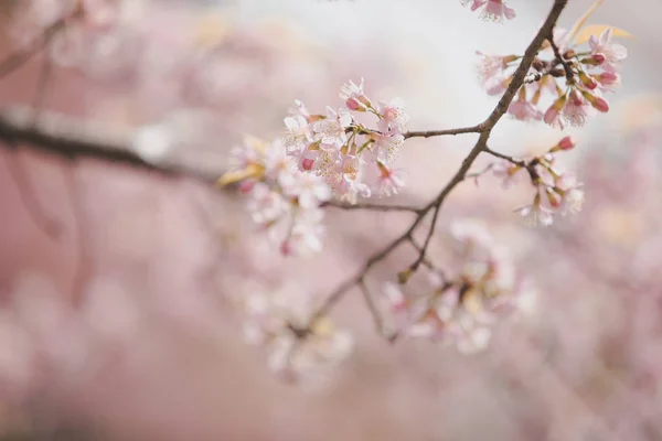 Fiori Ciliegio Fiori Sakura Rosa Stile Vintage Sfondo — Foto Stock