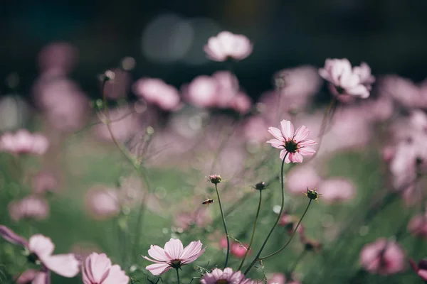 Kosmos Rosa Blommor Nära Håll Fältet Bakgrund Vintagestil — Stockfoto