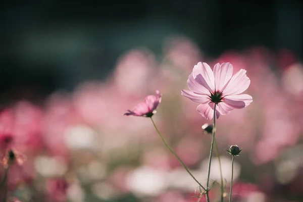 Kozmos Çiçekleri Alan Arka Plan — Stok fotoğraf