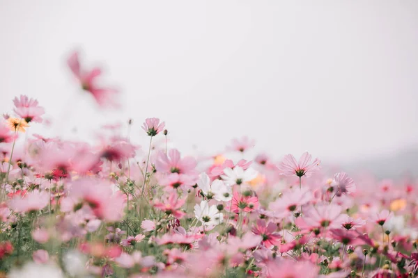 Kosmos Blommor Fält Bakgrund — Stockfoto