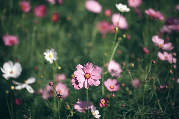 Cosmos Flores Cor Rosa Close Fundo Campo Estilo Vintage — Fotografia de Stock