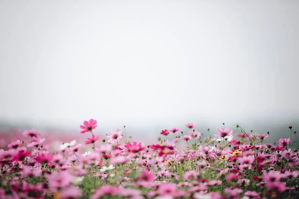 Kosmos Blomma Fältet Bakgrund Med Filmen Vintage Stil — Stockfoto