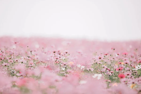 软焦点中的宇宙花场 — 图库照片