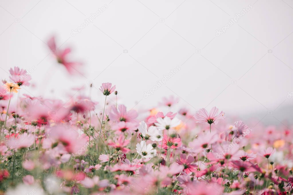 cosmos flower field in soft focus