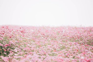 Cosmos çiçek arka planda pastel stili