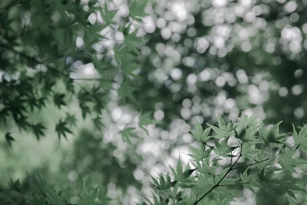 Ιαπωνικοί Σφένδαμνοι Φύλλα Στυλ Ρετρό Ταινία — Φωτογραφία Αρχείου