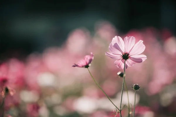 cosmos field in close up