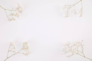 çigila küçük beyaz çiçek bitkisi beyaz arkaplanda izole edilmiş.