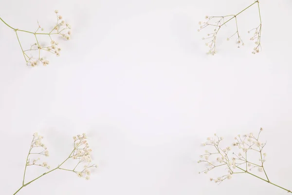 トップビューの白い背景に隔離されたジプシーの小さな白い花の植物 — ストック写真