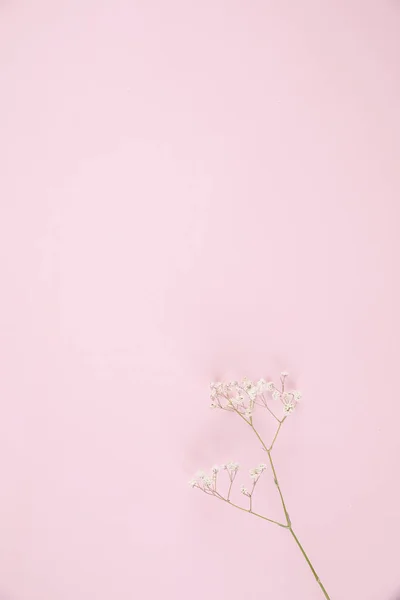 Gypsophila Pequeña Planta Flor Blanca Aislada Fondo Rosa Vista Superior — Foto de Stock