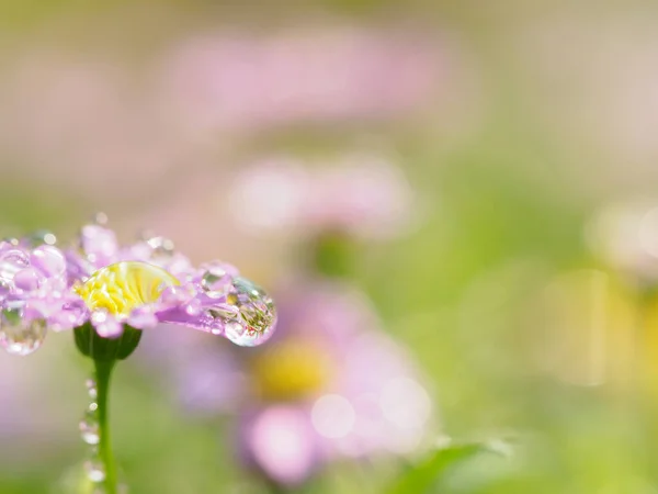 小さなピンクの花が緑の背景に雨滴と共に宇宙のために — ストック写真