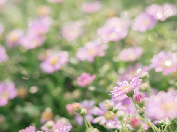 小さなピンクの花が緑の背景に雨滴と共に宇宙のために — ストック写真