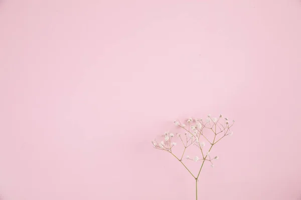 Gypsophila Pequena Flor Branca Planta Isolada Fundo Rosa Vista Superior — Fotografia de Stock