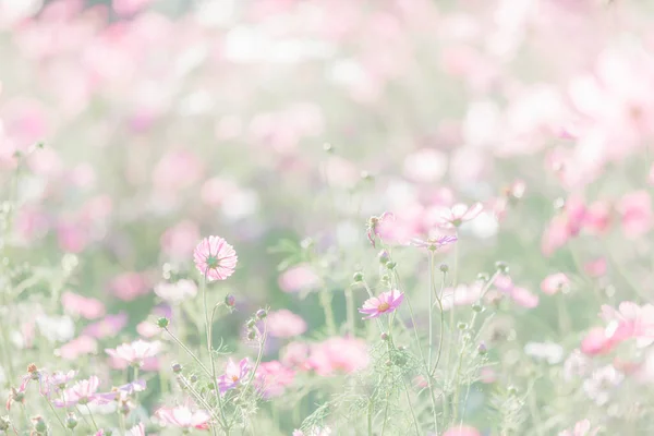 粉红的宇宙花朵紧靠着宇宙花朵的原野 — 图库照片
