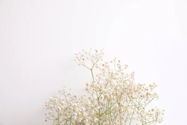 Gypsophila Kleine Witte Bloem Plant Geïsoleerd Witte Achtergrond Bovenaanzicht Stockfoto