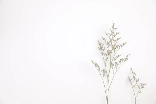Caspia Fiore Piccola Pianta Fiore Viola Isolato Sfondo Bianco Vista — Foto Stock