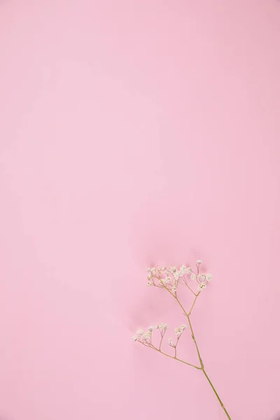 Gypsophila Pequeña Planta Flor Blanca Aislada Fondo Rosa Vista Superior — Foto de Stock