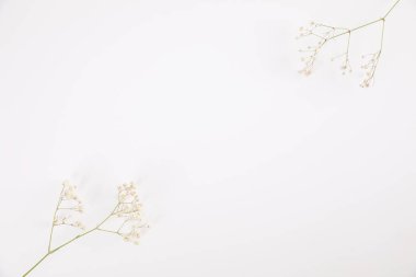 çigila küçük beyaz çiçek bitkisi beyaz arkaplanda izole edilmiş.