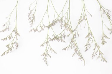 Hazar çiçeği küçük mor çiçek, beyaz arka planda izole edilmiş.