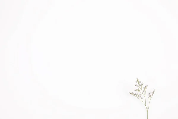 Каспия Цветок Маленький Фиолетовый Цветок Растение Выделено Белом Фоне Верхней — стоковое фото