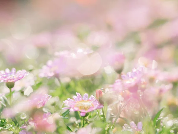 小さなピンクの花が緑の背景に雨滴と共に宇宙のために — ストック写真