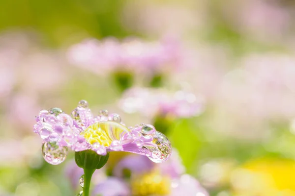 小さなピンクの花が緑の背景に雨滴と共に宇宙のために — ストック写真