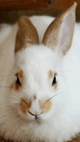 かわいいウサギのファーム — ストック写真