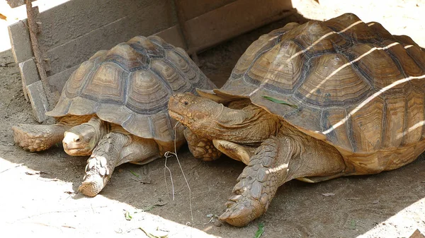 Büyük Büyük Kaplumbağaları — Stok fotoğraf