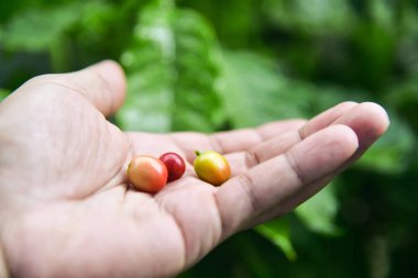 Arabica kahve ağacı