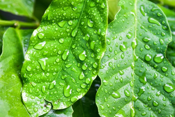 Caffè in foglia e goccia d'acqua — Foto Stock