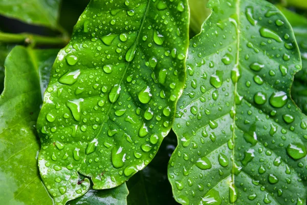 Caffè in foglia e goccia d'acqua — Foto Stock