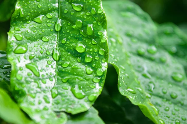 Caffè in foglia e goccia d'acqua — Foto Stock