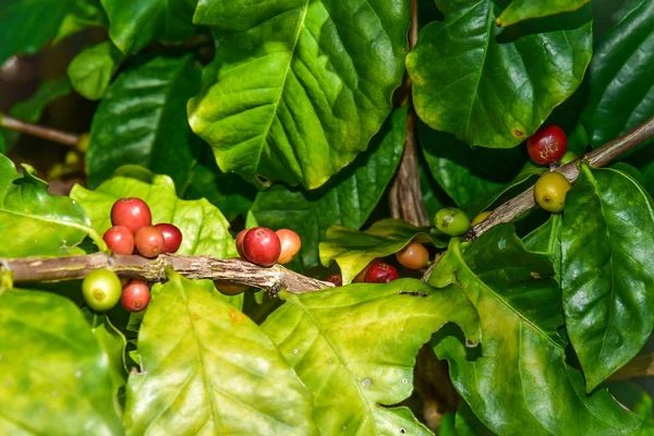 阿拉比卡咖啡树 — 图库照片