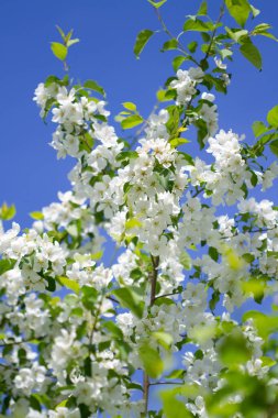 Mavi gökyüzünün arka planında elma ağacı çiçekleri