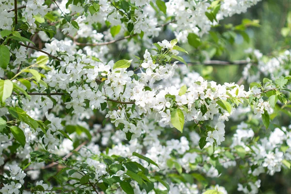 Las Ramas Del Manzano Jardín Muchas Flores Blancas Que Florecen — Foto de Stock