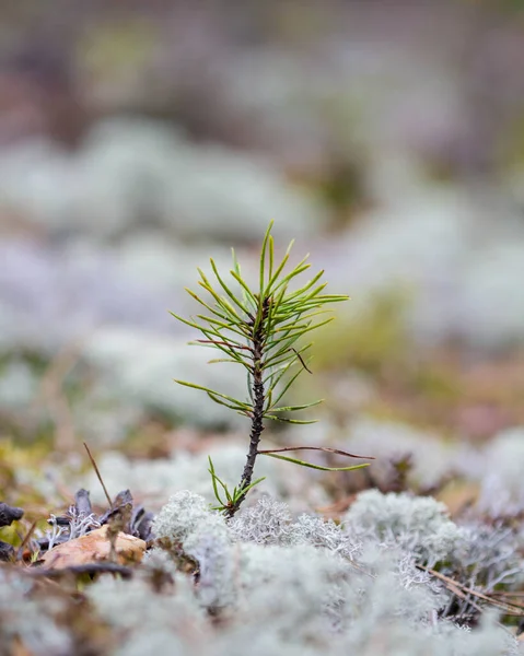 Pequeno Pinheiro Siberiano Cresce Entre Musgo Branco — Fotografia de Stock