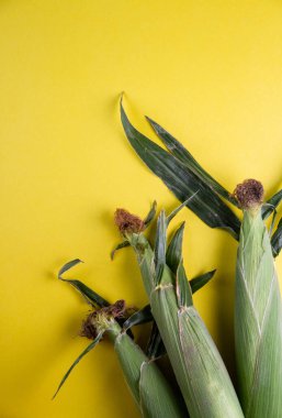 Parlak sarı arka planda kapalı mısır kulakları. Boş yer.