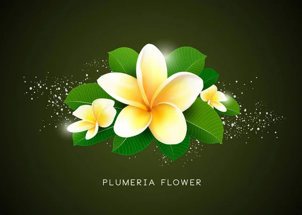 Vector Plumeria Flower Leaf Design Illustration — Stock Vector