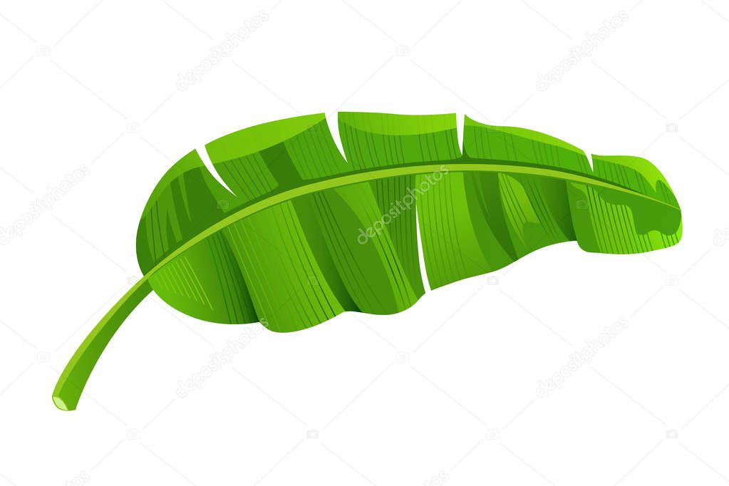 Banana leaves vector, isolated on white background, illustration