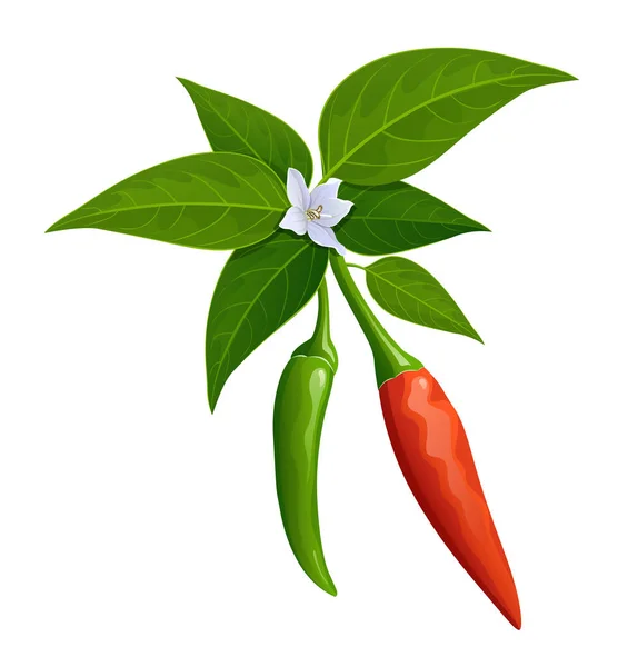 Thailandsk Paprika Med Blader Chili Blomst Realistisk Design Isolert Hvit – stockvektor