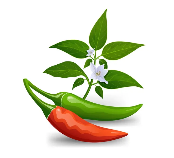 Tajska Papryka Czerwone Zielone Świeże Liśćmi Chili Kwiat Realistyczny Projekt — Wektor stockowy