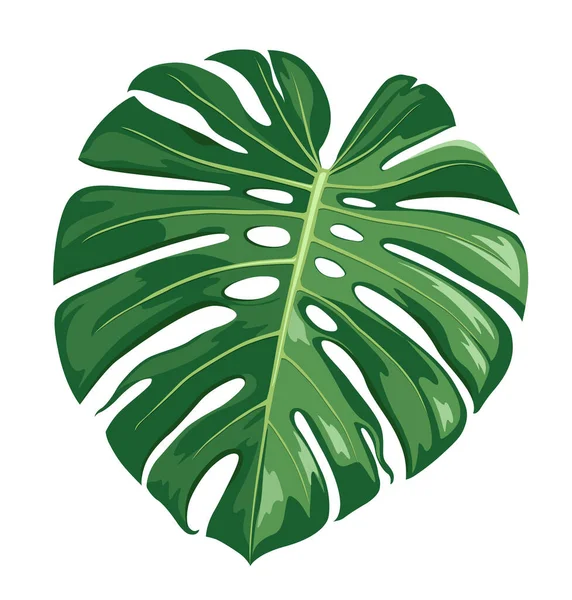 Monstera Deliciosa Leaf Vector Realistic Design Isolated White Background Eps — Stock Vector